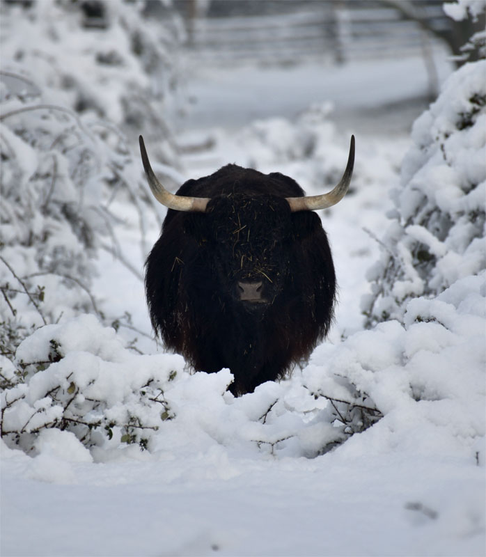 Highlander im Schnee (2023) post thumbnail image