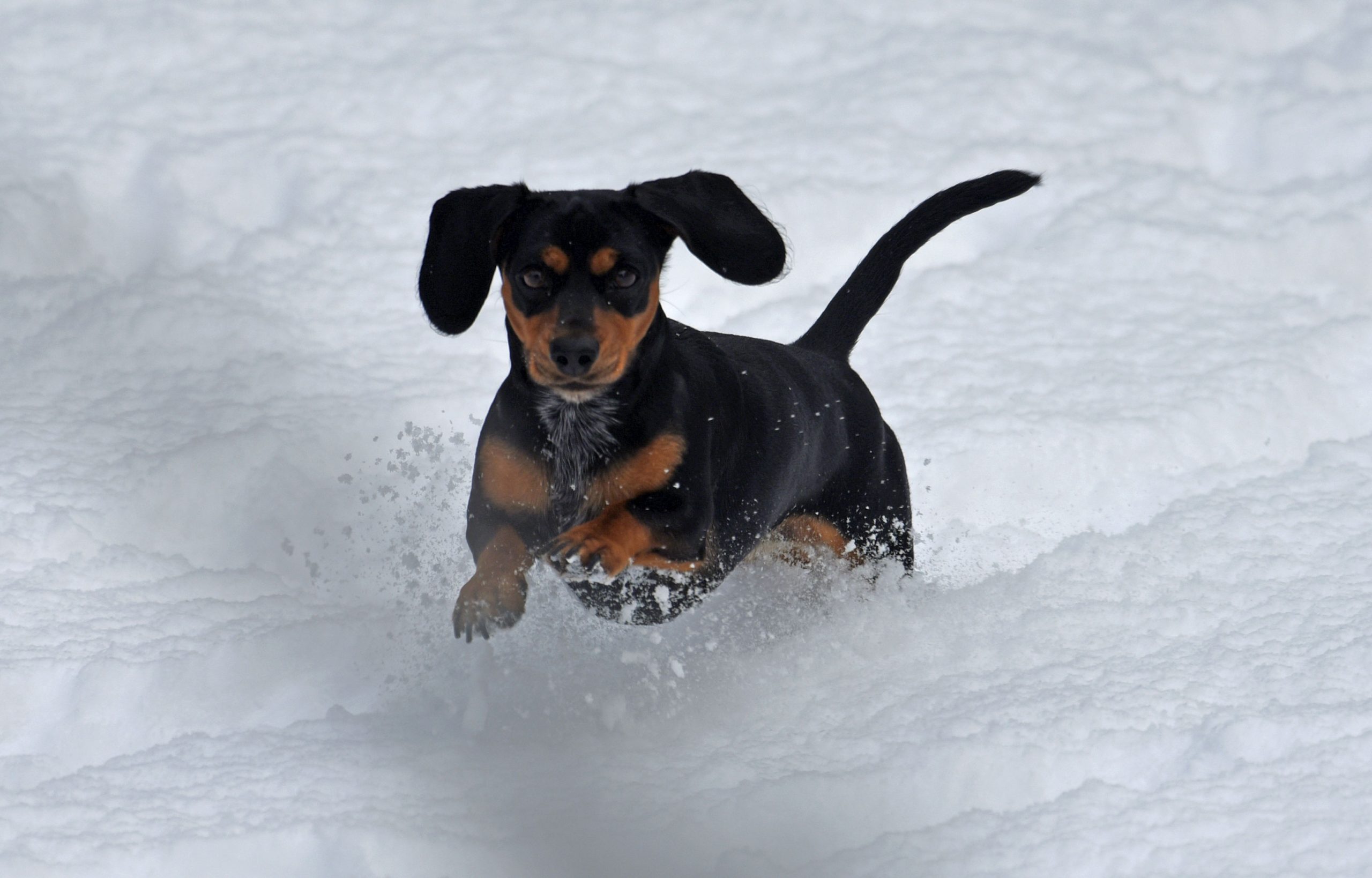 Mila im Schnee (2023) post thumbnail image